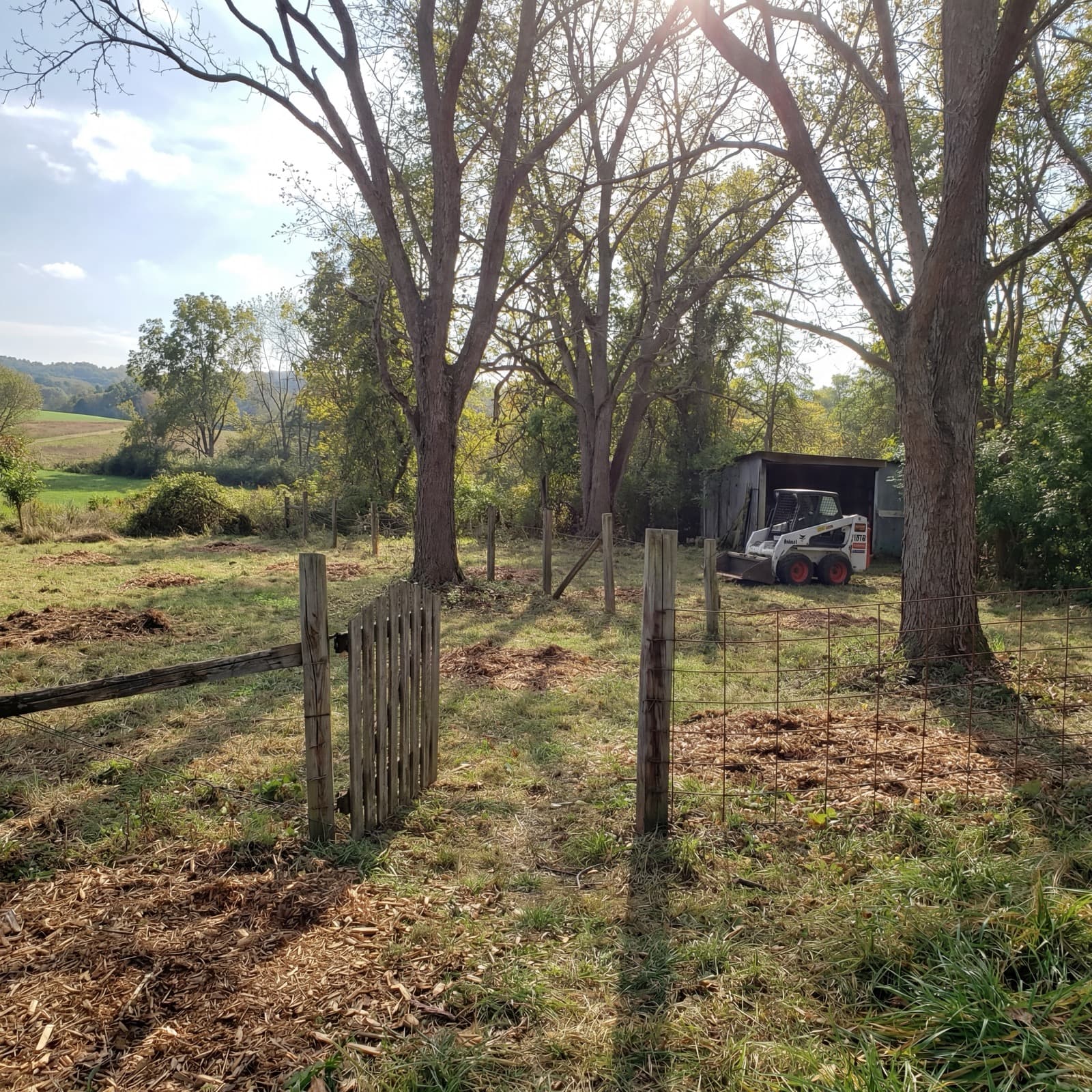Overgrown lot with dense brush before clearing