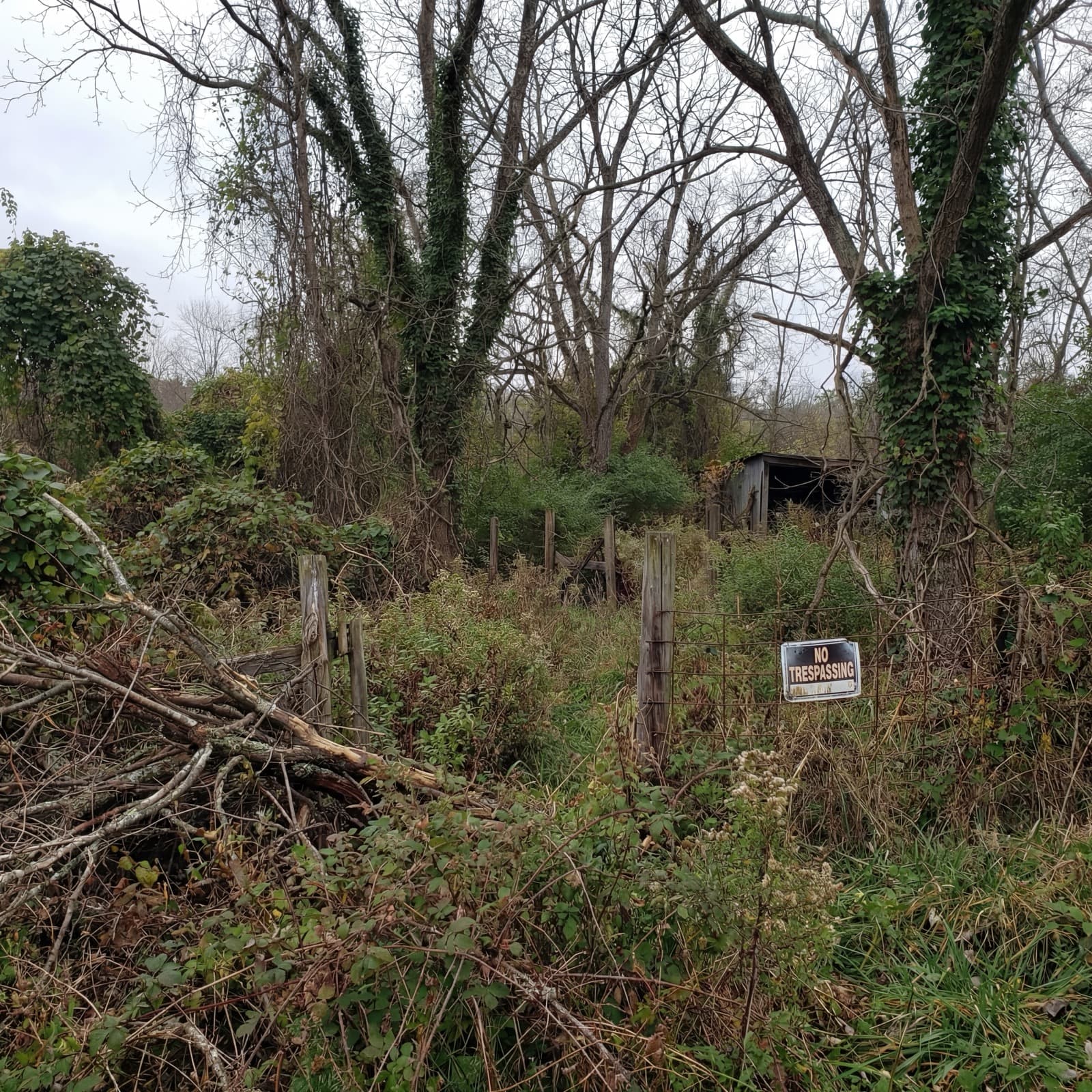 Clean, usable lot after professional brush removal