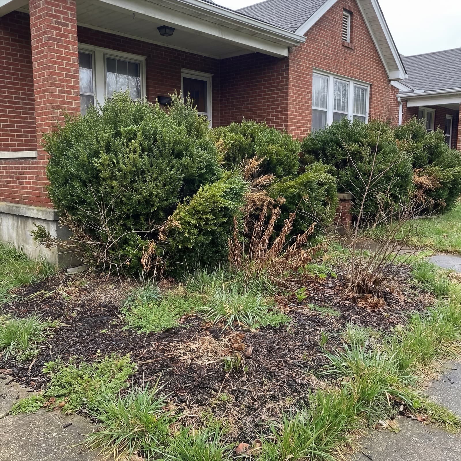 Neatly trimmed boxwoods with fresh mulch and flowers after renovation