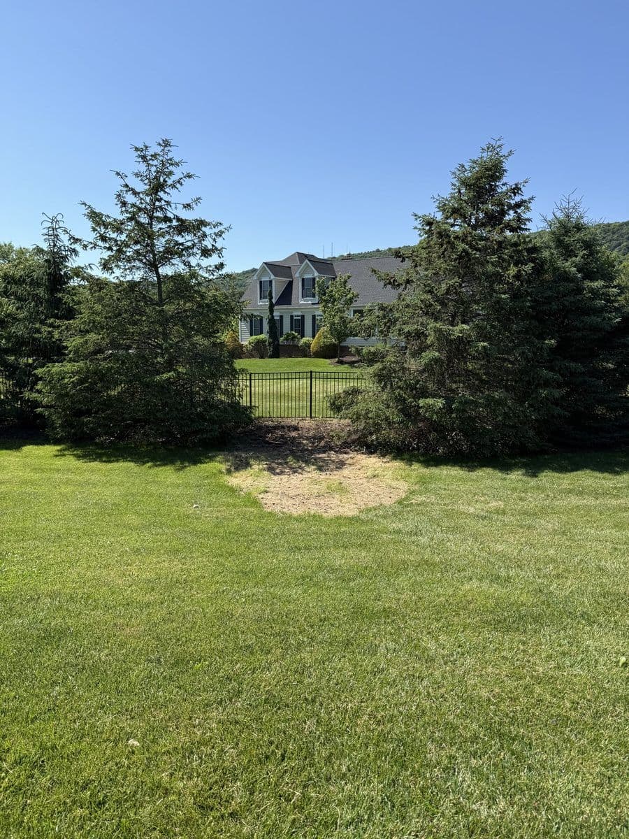 Open lawn beside established trees after a large brush pile was removed