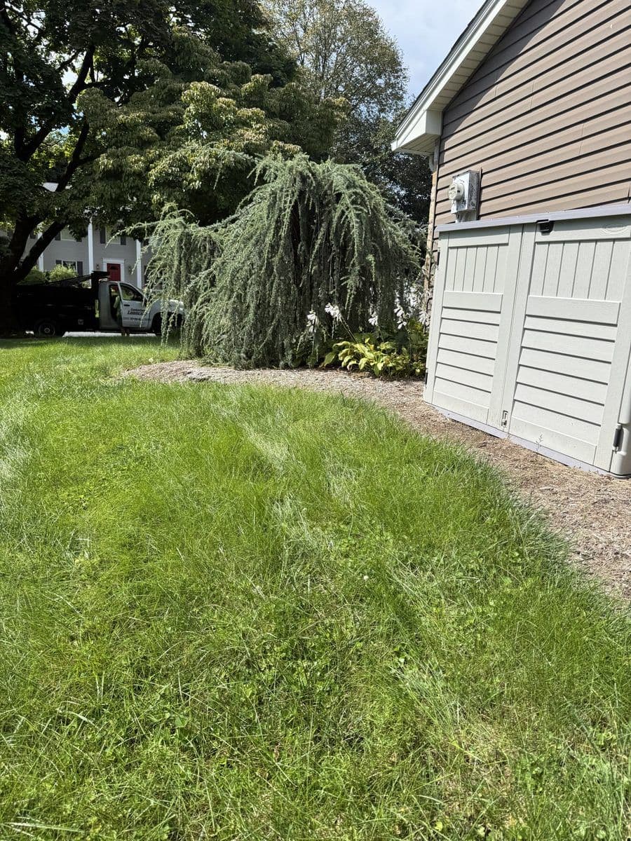 Freshly mowed lawn along a garage and landscape bed