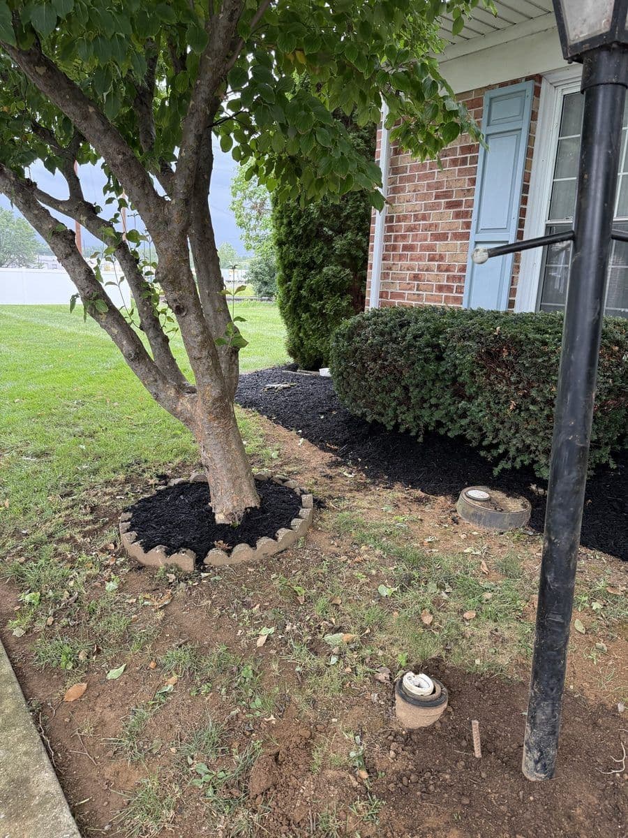 Tree ring cleaned up with fresh mulch around the trunk